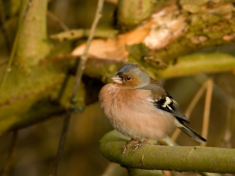 Fringilla coelebs Chaffinch Vink